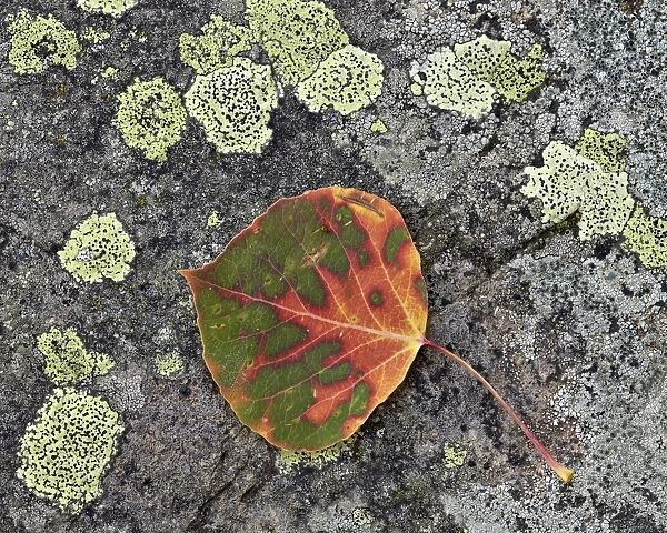 Aspen leaf turning red and orange on a lichen-covered rock, Uncompahgre National Forest, Colorado, United States of America, North America