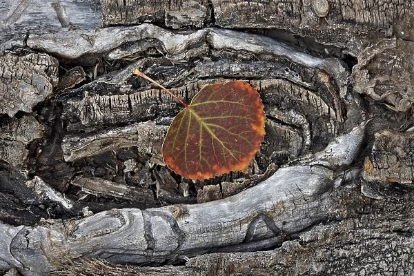Aspen leaf turning red and orange, Uncompahgre National Forest, Colorado, United States of America, North America