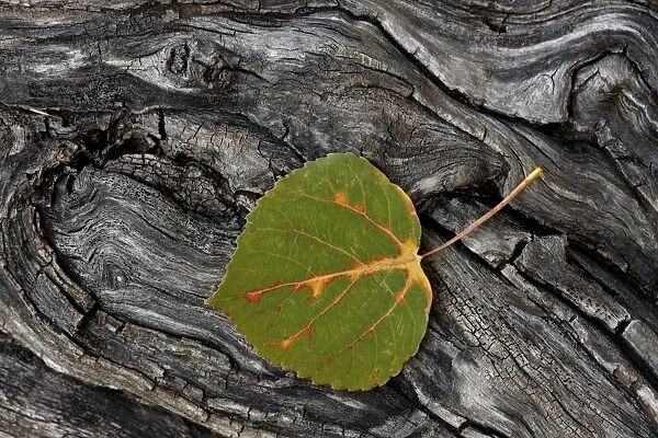 Aspen leaf turning red, orange, and yellow, Uncompahgre National Forest, Colorado, United States of America, North America