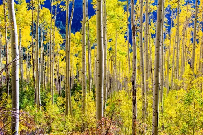 Framed Print : Aspen trees in the Fall, Aspen, Colorado, United States of America, North America Framed Print : Aspen trees in the Fall, Aspen, Colorado, United States of America, North America