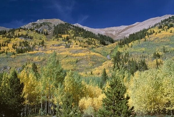 Aspen trees, Independence Pass, Colorado, United States of America (U