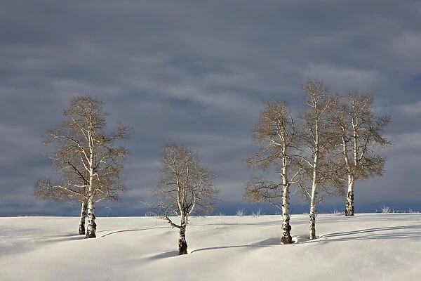 Aspen trees on a snow-covered hillside, San Miguel County, Colorado, United States of America, North America