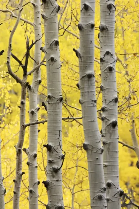 Framed Print : Aspen trunks and fall foliage Framed Print : Aspen trunks and fall foliage