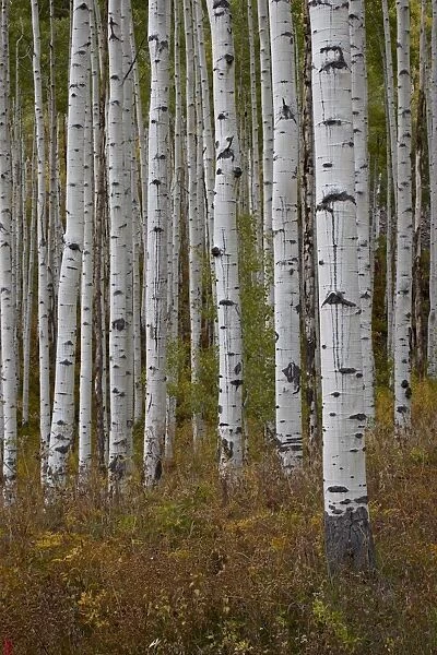 Aspen trunks in the fall, White River National Forest, Colorado, United States of America
