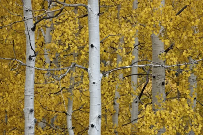 Framed Print : Aspen trunks among yellow leaves, Uncompahgre National Forest, Colorado, United States of America, North America Framed Print : Aspen trunks among yellow leaves, Uncompahgre National Forest, Colorado, United States of America, North America