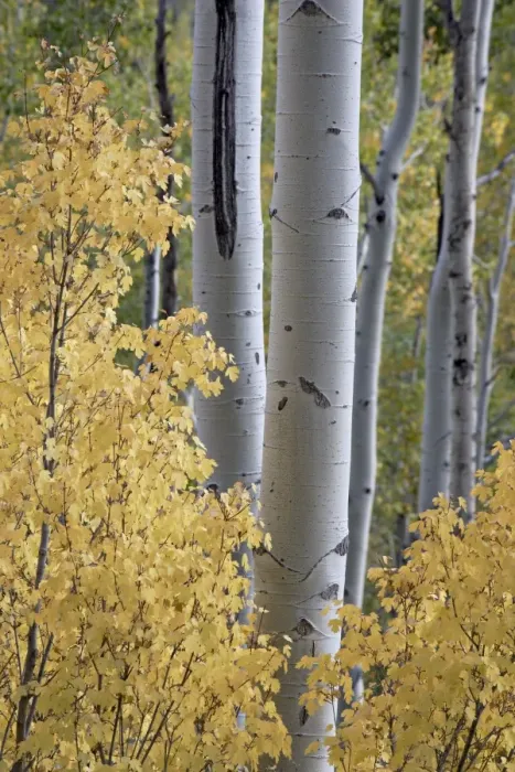 Framed Print : Aspen trunks behind yellow maple leaves in the fall, White River National Forest Framed Print : Aspen trunks behind yellow maple leaves in the fall, White River National Forest