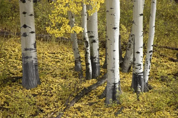 Framed Print : Aspens in fall colors Framed Print : Aspens in fall colors