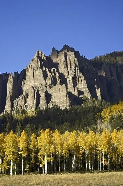 Aspens in fall colors with mountains