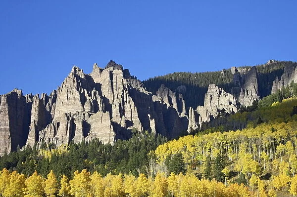 Aspens in fall colors with mountains and evergreens