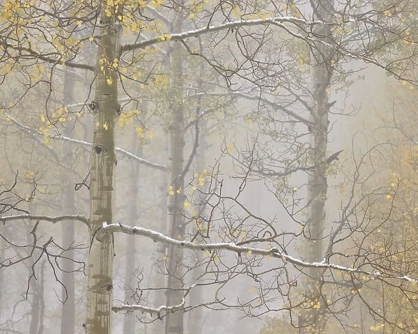 Aspens in the fall in fog, Grand Mesa National Forest, Colorado, United States of America