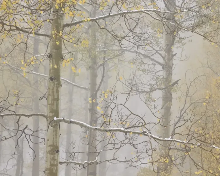 Framed Print : Aspens in the fall in fog, Grand Mesa National Forest, Colorado, United States of America Framed Print : Aspens in the fall in fog, Grand Mesa National Forest, Colorado, United States of America