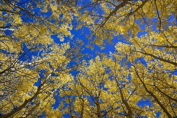 Aspens in fall (Populus tremuloides), Grand Tetons National Park, Wyoming, United States of America