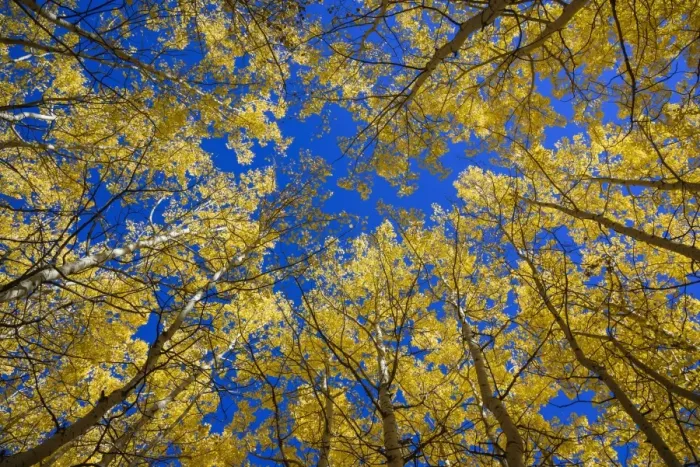 Framed Print : Aspens in fall (Populus tremuloides), Grand Tetons National Park, Wyoming, United States of America Framed Print : Aspens in fall (Populus tremuloides), Grand Tetons National Park, Wyoming, United States of America