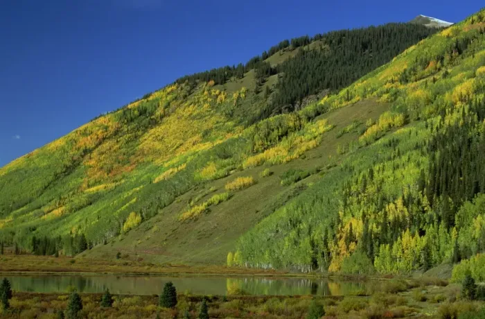 Framed Print : Aspens by lake, San Juan Skyway, Colorado, United States of America, North America Framed Print : Aspens by lake, San Juan Skyway, Colorado, United States of America, North America
