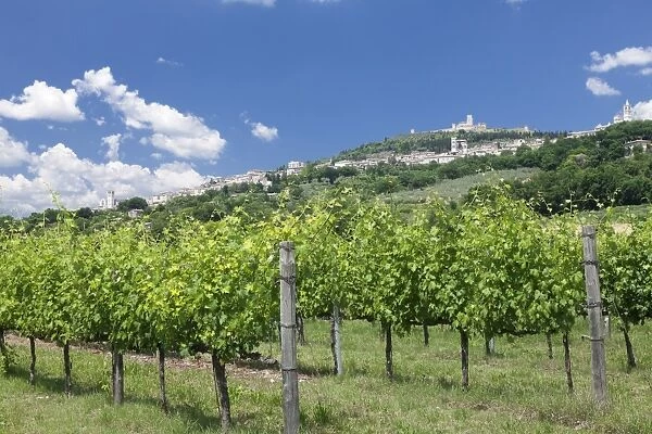 Assisi, vineyards, Perugia District, Umbria, Italy, Europe