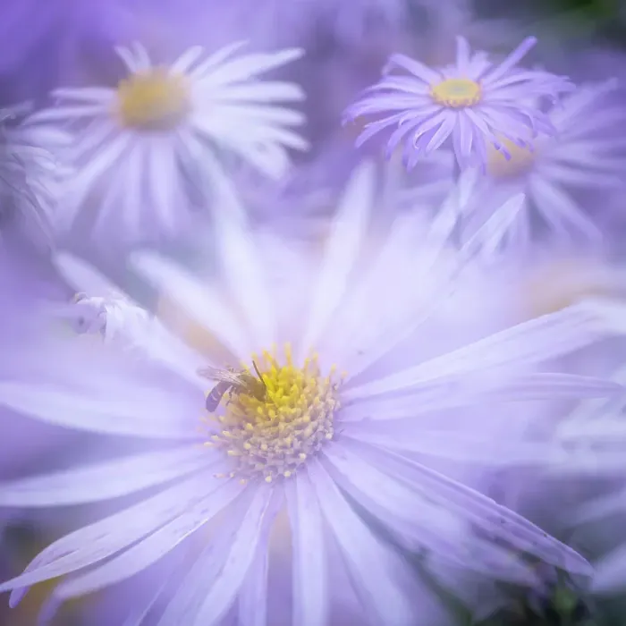 Framed Print : Aster frikartii monch, United Kingdom, Europe Framed Print : Aster frikartii monch, United Kingdom, Europe