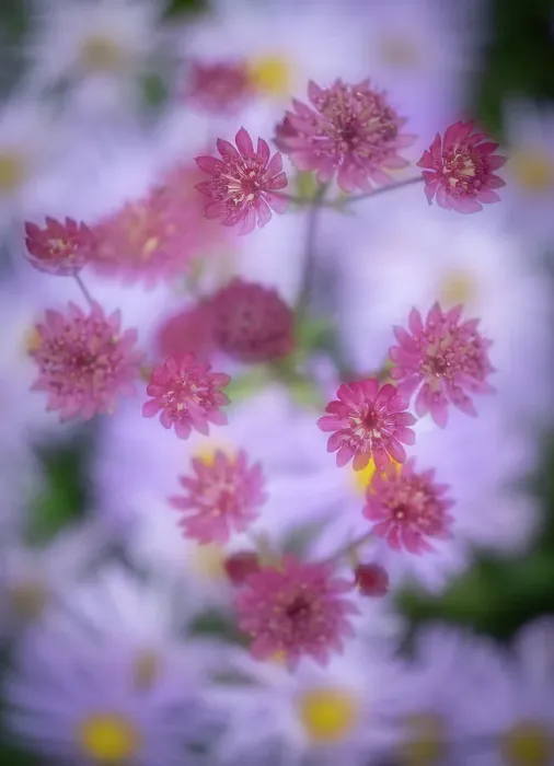 Framed Print : Astrantia with a background of Aster frikartii monch, United Kingdom, Europe Framed Print : Astrantia with a background of Aster frikartii monch, United Kingdom, Europe