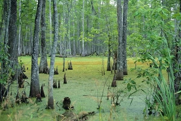 Atchafalaya Swamp near Gibson in the heart of Cajun Country