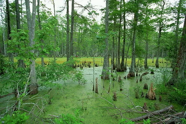 Atchofalaya Swamp in the heart of Cajun Country, near Gibson, Louisiana