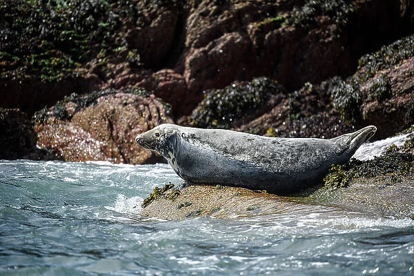 Atlantic Grey Seal, United Kingdom, Europe