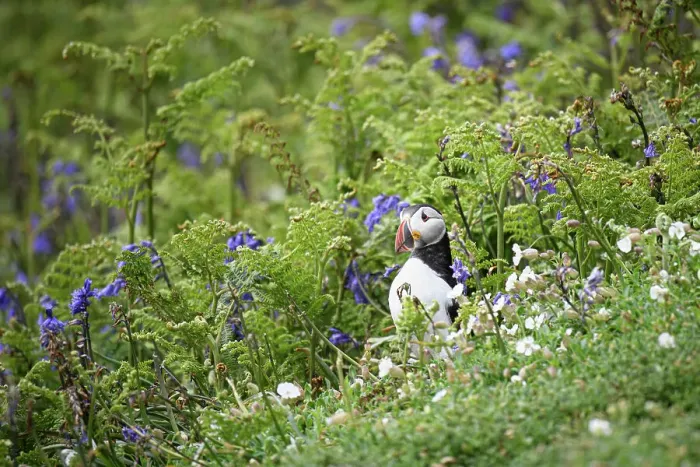 Framed Print : Atlantic Puffin in bracken and bluebells, United Kingdom, Europe Framed Print : Atlantic Puffin in bracken and bluebells, United Kingdom, Europe