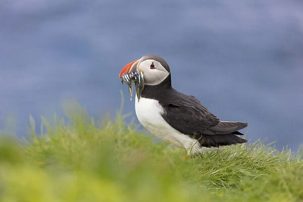 Atlantic puffin with catch in the beak, Mykines Island, Faroe Islands, Denmark, Europe