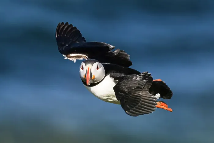 Framed Print : Atlantic Puffin in flight, United Kingdom, Europe Framed Print : Atlantic Puffin in flight, United Kingdom, Europe