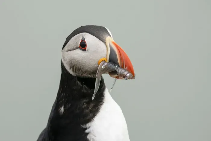 Framed Print : Atlantic puffin (Fratercula arctica), Mykines Island, Faroe Islands, Denmark, Europe Framed Print : Atlantic puffin (Fratercula arctica), Mykines Island, Faroe Islands, Denmark, Europe
