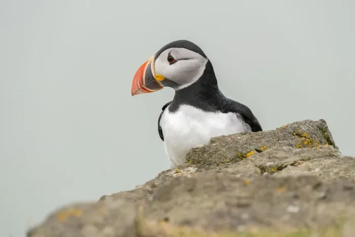 Framed Print : Atlantic puffin (Fratercula arctica), Mykines Island, Faroe Islands, Denmark, Europe Framed Print : Atlantic puffin (Fratercula arctica), Mykines Island, Faroe Islands, Denmark, Europe