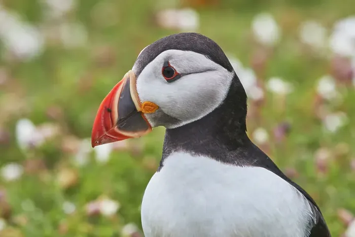 Framed Print : Atlantic Puffin (Fratercula arctica), on Skomer Island in July, a nature reserve off the coast of Pembrokeshire, Wales, United Kingdom, Europe Framed Print : Atlantic Puffin (Fratercula arctica), on Skomer Island in July, a nature reserve off the coast of Pembrokeshire, Wales, United Kingdom, Europe