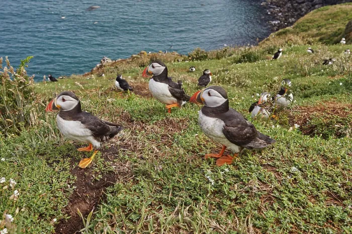 Framed Print : Atlantic Puffin (Fratercula arctica), on Skomer Island in July, a nature reserve off the coast of Pembrokeshire, Wales, United Kingdom, Europe Framed Print : Atlantic Puffin (Fratercula arctica), on Skomer Island in July, a nature reserve off the coast of Pembrokeshire, Wales, United Kingdom, Europe