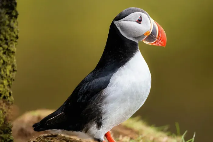 Framed Print : An Atlantic Puffin (Fratercula arctica), in Borgarfjaroarhofn, Iceland, Polar Regions Framed Print : An Atlantic Puffin (Fratercula arctica), in Borgarfjaroarhofn, Iceland, Polar Regions