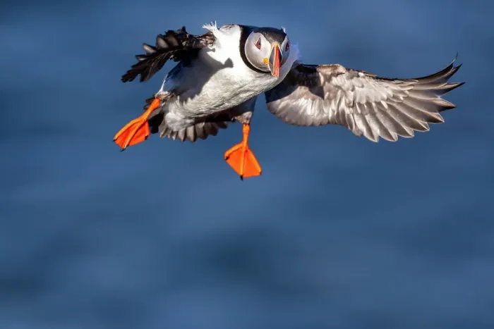 Framed Print : An Atlantic Puffin (Fratercula arctica), in flight in Borgarfjaroarhofn, Iceland, Polar Regions Framed Print : An Atlantic Puffin (Fratercula arctica), in flight in Borgarfjaroarhofn, Iceland, Polar Regions