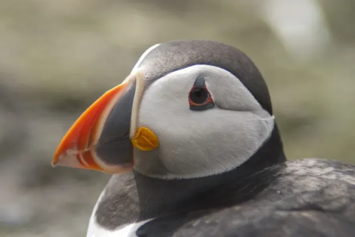 Framed Print : Atlantic Puffin (Fratercula arctica), Lunga, Inner Hebrides, Scotland, United Kingdom, Europe Framed Print : Atlantic Puffin (Fratercula arctica), Lunga, Inner Hebrides, Scotland, United Kingdom, Europe