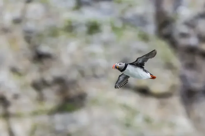 Framed Print : Atlantic puffin (Fratercula arctica), taking flight on Bjornoya, Svalbard, Norway. Scandinavia, Europe Framed Print : Atlantic puffin (Fratercula arctica), taking flight on Bjornoya, Svalbard, Norway. Scandinavia, Europe