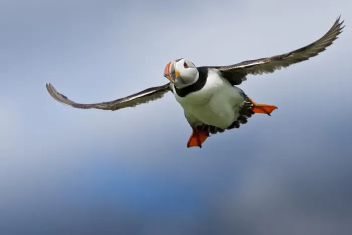 Framed Print : Atlantic puffin (Fratercula arctica) in flight, Inner Farne, Farne Islands, Northumberland, England, United Kingdom, Europe Framed Print : Atlantic puffin (Fratercula arctica) in flight, Inner Farne, Farne Islands, Northumberland, England, United Kingdom, Europe