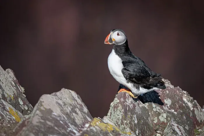 Framed Print : Atlantic Puffin on the rock, United Kingdom, Europe Framed Print : Atlantic Puffin on the rock, United Kingdom, Europe