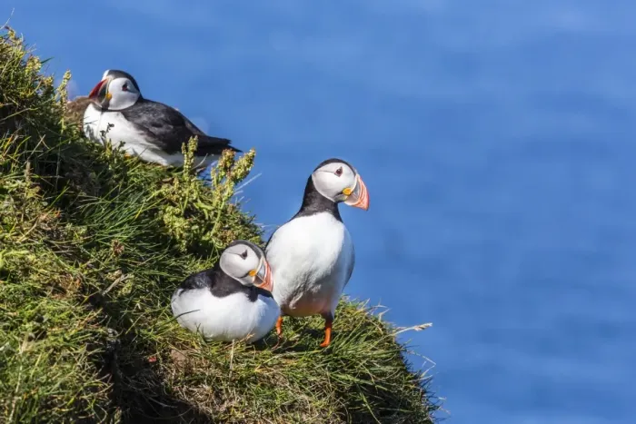 Framed Print : Atlantic puffins (Fratercula arctica), Mykines Island, Faroes, Denmark, Europe Framed Print : Atlantic puffins (Fratercula arctica), Mykines Island, Faroes, Denmark, Europe