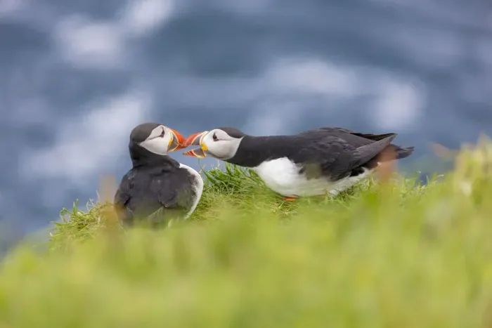 Framed Print : Atlantic puffins on grass, Mykines Island, Faroe Islands, Denmark, Europe Framed Print : Atlantic puffins on grass, Mykines Island, Faroe Islands, Denmark, Europe