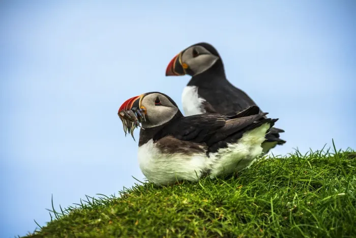 Framed Print : Atlantic puffins on grass, Mykines island, Faroe Islands, Denmark Framed Print : Atlantic puffins on grass, Mykines island, Faroe Islands, Denmark