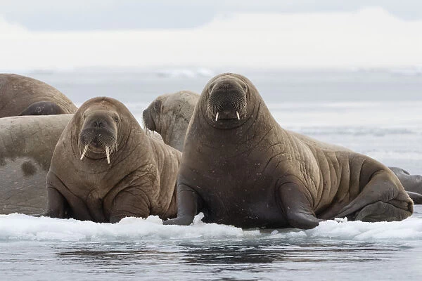 Atlantic walruses (Odobenus rosmarus), Vibebukta, Austfonna, Nordaustlandet, Svalbard