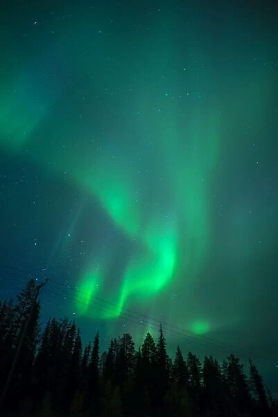 Aurora Borealis over coniferous forest at night, Muonio, Northern Finland, Finland