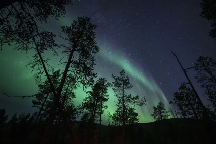 Framed Print : Aurora borealis (Northern Lights) over coniferous forest, Muonio, Lapland, Finland