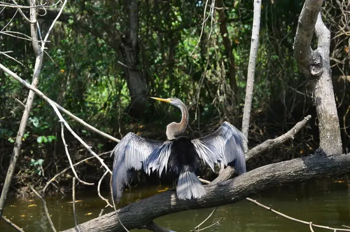 Framed Print : Australasian darter bird (Anhinga novaehollandiae) drying wings, snake bird spreading wings, Poovar Island, Kerala, India, Asia Framed Print : Australasian darter bird (Anhinga novaehollandiae) drying wings, snake bird spreading wings, Poovar Island, Kerala, India, Asia