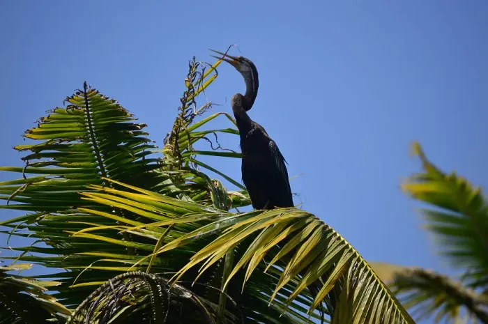 Framed Print : Australasian darter bird (Anhinga novaehollandiae) drying wings, snake bird spreading wings, Poovar Island, Kerala, India, Asia Framed Print : Australasian darter bird (Anhinga novaehollandiae) drying wings, snake bird spreading wings, Poovar Island, Kerala, India, Asia