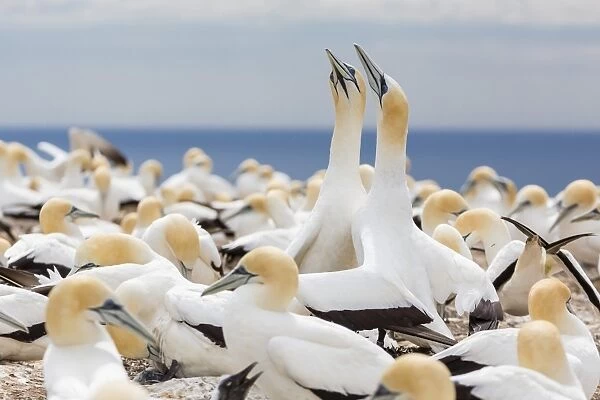 Australasian gannet (Morus serrator) courtship display at Cape Kidnappers, North Island, New Zealand, Pacific