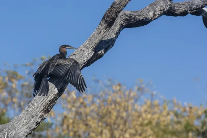 Framed Print : An Australian darter (Anhinga novaehollandiae) on the Ord River, Kimberley, Western Australia, Australia, Pacific Framed Print : An Australian darter (Anhinga novaehollandiae) on the Ord River, Kimberley, Western Australia, Australia, Pacific