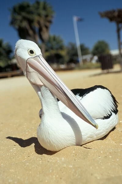 Australian pelican (Pelecanus conspicillatus), Shark Bay, Western Australia
