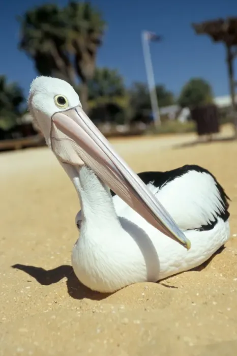 Framed Print : Australian pelican (Pelecanus conspicillatus), Shark Bay, Western Australia Framed Print : Australian pelican (Pelecanus conspicillatus), Shark Bay, Western Australia
