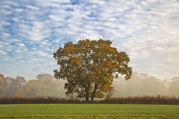 Autum leaves on oak tree in morning mist, Highclere, Hampshire, England, United Kingdom